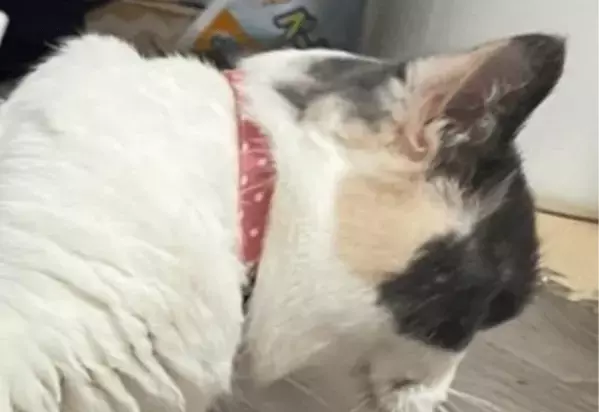 狭い空間が好きなマンチカン　床にズボンを置くと⇒猫の”予想外の姿”に「なにしてるの！」