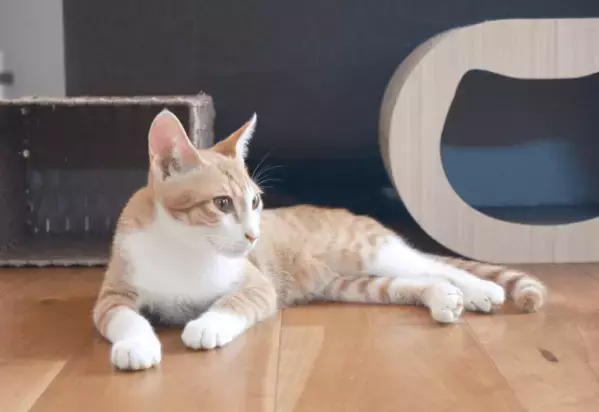 リモートワーク中…愛猫が資料チェック！？⇒敬語で報告した結果「にゃんこ上司」「上司の巡回」