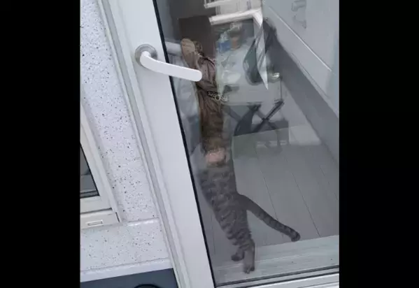 洗濯物でバタバタする飼い主　すると愛猫が勘違い！？⇒助けに来た姿に「動画撮ってよかった！」