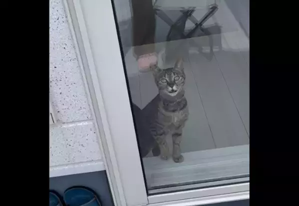 洗濯物でバタバタする飼い主　すると愛猫が勘違い！？⇒助けに来た姿に「動画撮ってよかった！」