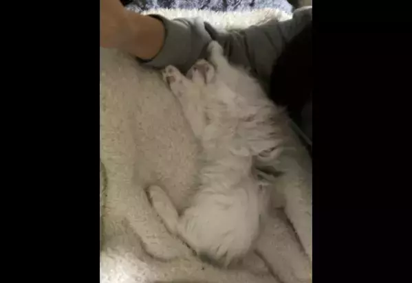 大人しい性格の子猫　保護してから1週間が経つと⇒まさかのポーズに「おっさんみたい」