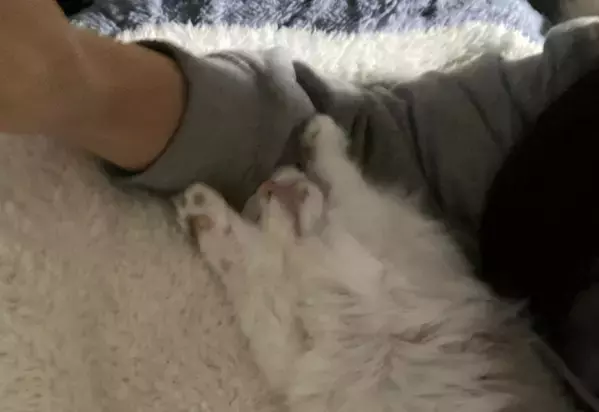 大人しい性格の子猫　保護してから1週間が経つと⇒まさかのポーズに「おっさんみたい」