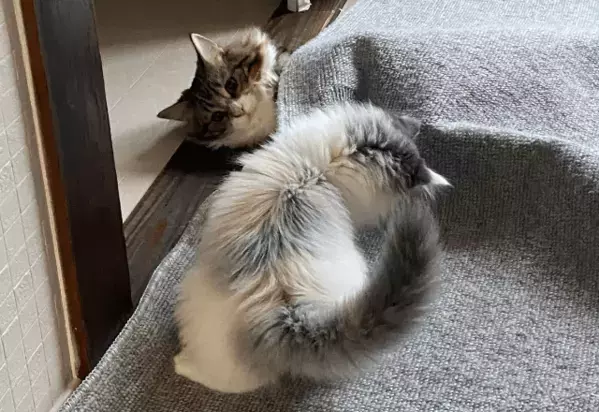 家の中が冷えていた日　寝室の床に違和感…⇒愛猫の行動に「賢い」「思わず笑った」