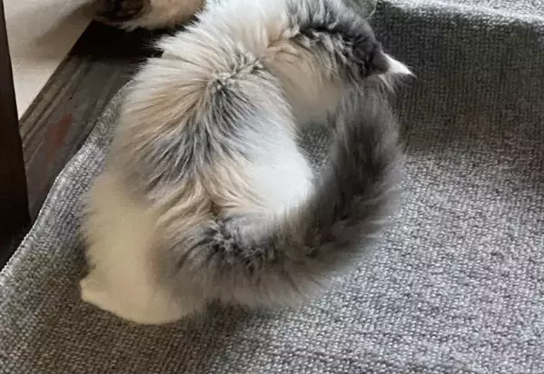 家の中が冷えていた日　寝室の床に違和感…⇒愛猫の行動に「賢い」「思わず笑った」