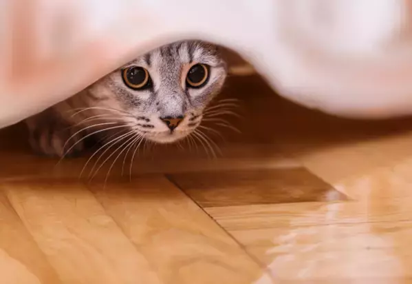 家の中から突然消えた猫　飼い主「どこいったの？」⇒ようやく”発見した場所”に「そりゃ分からん」