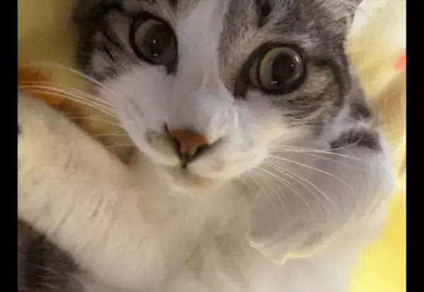 家の近くにいたガリガリの子猫　しかし”警戒心が強く”保護に苦戦…⇒最終手段を試すと「こんな罠に引っかかるとは」