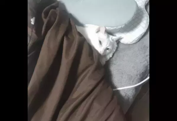 部屋からいなくなった猫　ベッドに入ろうとした瞬間⇒「同化しすぎ」まさかの場所に驚き！