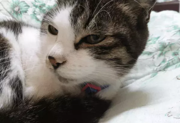 ベランダで…愛猫が網戸に猛ダッシュ　スイスイ登る姿に「忍者！？」しかし次の瞬間⇒まさかの弱点に「あまりに面白い」