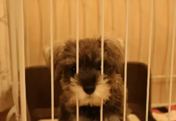 初めて飼った愛犬……白黒だった子犬が1年後→まさかの姿に「珍しいね！」