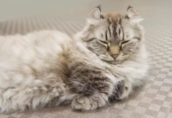 7キロの愛猫を連れて行くと…おばあさんの“可愛すぎる勘違い”に⇒「大笑い」「一緒に頑張ろうね」