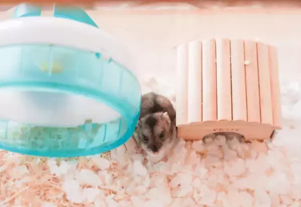 極度の人見知りなハムスター　夜中に響く音に違和感…⇒まさかの行動に「え、そこ？」「どうやって登った？」