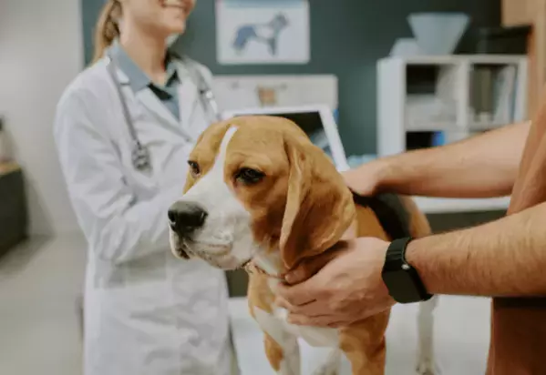 診察台を拒否する愛犬　獣医の“まさかの最終手段”に⇒豹変し「え！」「先生に感謝」