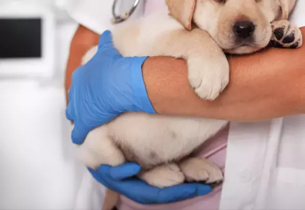 病院で…診察台に乗らない犬。すると「あらら…？」まさかの状態の姿に「乗るんかーい！」