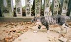 男木島から猫が消えたなら。猫は秋冬トレンドファッションとしてやってきた！