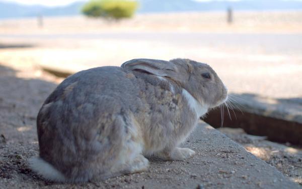 うさぎまみれの島！大久野島でうさぎと触れ合う旅に出る