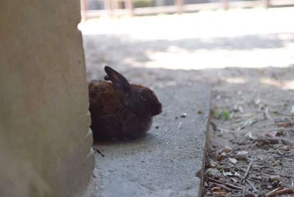 うさぎまみれの島！大久野島でうさぎと触れ合う旅に出る
