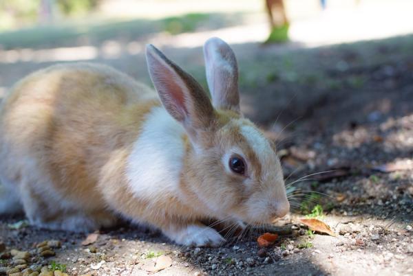 うさぎまみれの島！大久野島でうさぎと触れ合う旅に出る