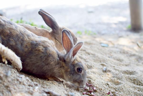 うさぎまみれの島！大久野島でうさぎと触れ合う旅に出る