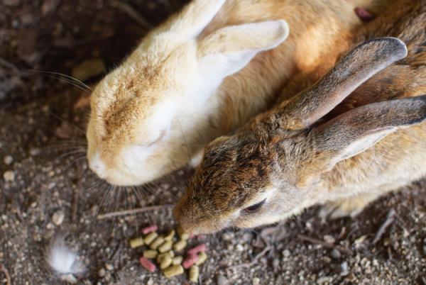 うさぎまみれの島！大久野島でうさぎと触れ合う旅に出る