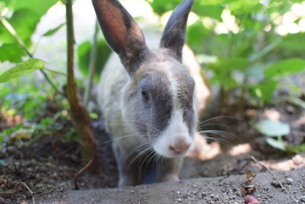 うさぎまみれの島！大久野島でうさぎと触れ合う旅に出る