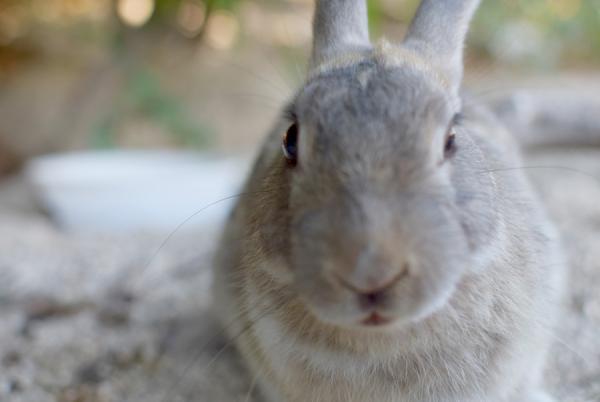 うさぎまみれの島！大久野島でうさぎと触れ合う旅に出る