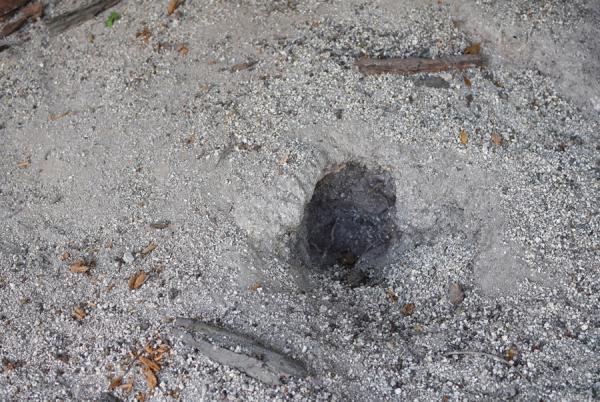 うさぎまみれの島！大久野島でうさぎと触れ合う旅に出る