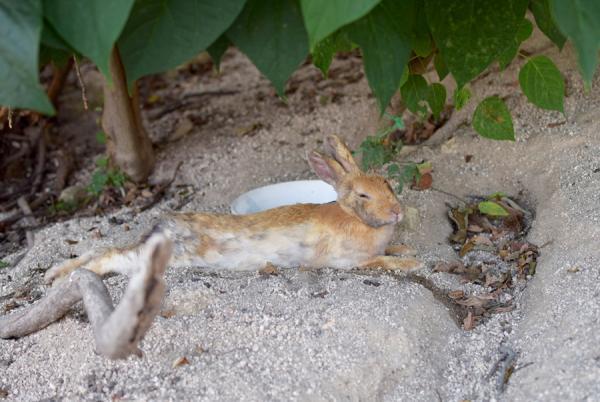 うさぎまみれの島！大久野島でうさぎと触れ合う旅に出る