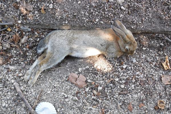 うさぎまみれの島！大久野島でうさぎと触れ合う旅に出る