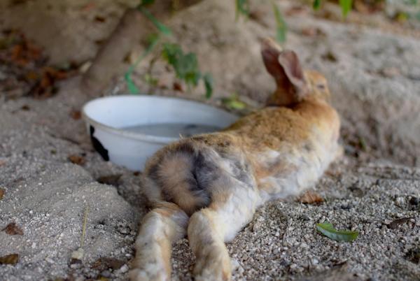 うさぎまみれの島！大久野島でうさぎと触れ合う旅に出る
