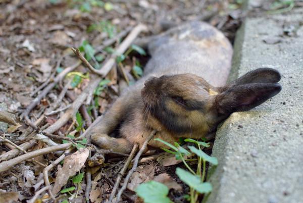 うさぎまみれの島！大久野島でうさぎと触れ合う旅に出る