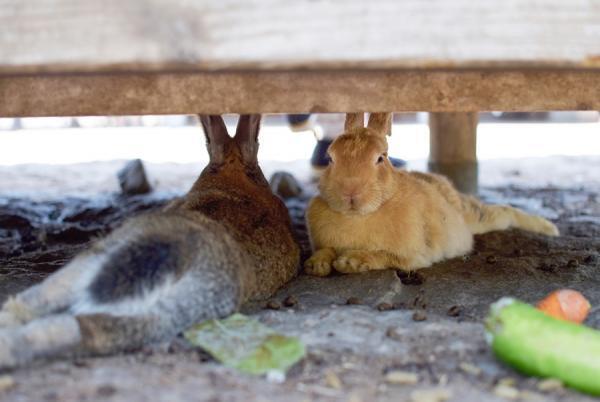 うさぎまみれの島！大久野島でうさぎと触れ合う旅に出る