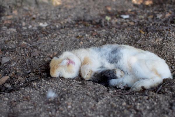 うさぎまみれの島！大久野島でうさぎと触れ合う旅に出る