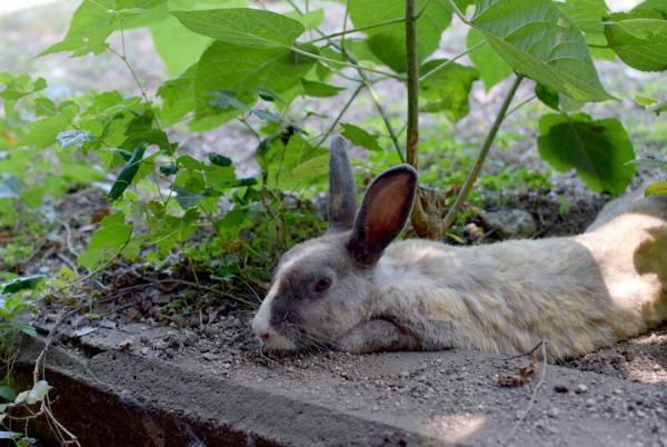 うさぎまみれの島！大久野島でうさぎと触れ合う旅に出る
