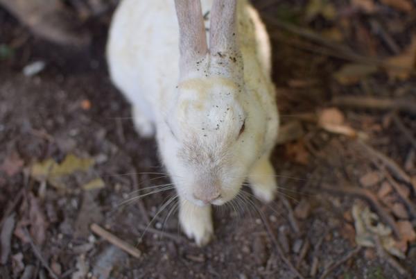 うさぎまみれの島！大久野島でうさぎと触れ合う旅に出る