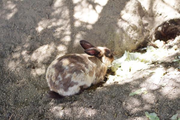 うさぎまみれの島！大久野島でうさぎと触れ合う旅に出る