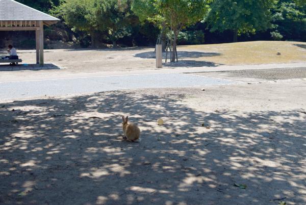 うさぎまみれの島！大久野島でうさぎと触れ合う旅に出る