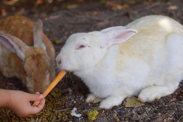 うさぎまみれの島！大久野島でうさぎと触れ合う旅に出る