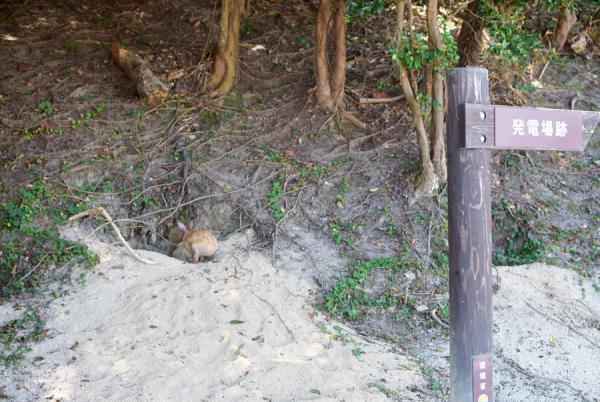 うさぎまみれの島！大久野島でうさぎと触れ合う旅に出る