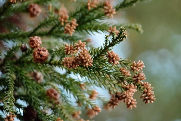 目のかゆみ、鼻のグズグズにさよなら！　サッカー少年を悩ます花粉症、根治するなら「舌下免疫療法」という方法も