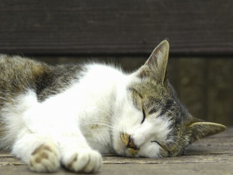 猫アレルギーでも、一緒に暮らせる方法とは