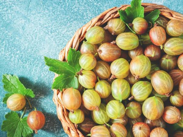 コラーゲンの産生促進剤として特許取得！資生堂発「コケモモ＋アムラ果実」成分とは