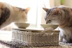 愛猫の食器洗いにピッタリ！セリアの「猫スポンジ」がかわいすぎ！