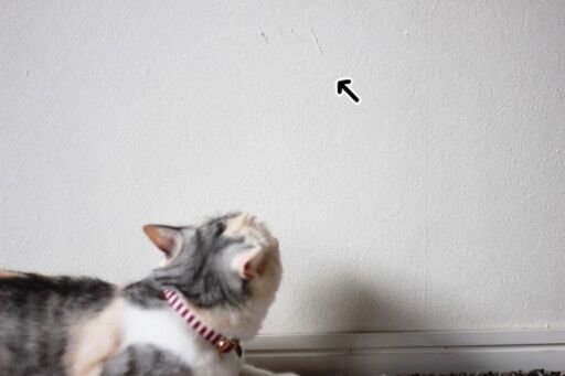 壁紙の猫のひっかき傷は接着剤 キッチンペーパー 綿棒ですぐに直せる
