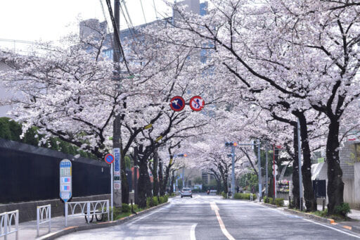 世田谷春