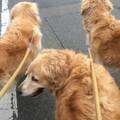 東日本大震災で分かった“多頭飼い”ペットの避難で必要なこととは？