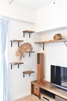 猫3匹と夫妻が快適に暮らす！約50平米の住まい【リライフプラス】