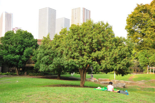 マンションと公園