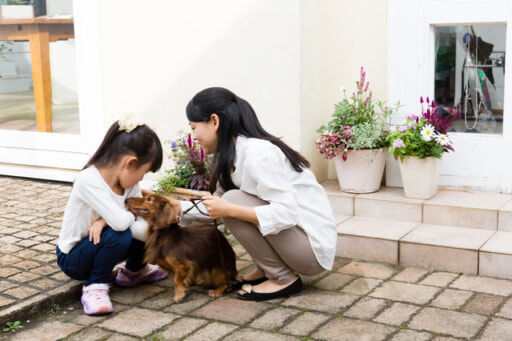 犬玄関