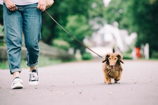 犬散歩