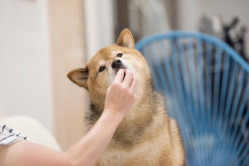 犬おやつ